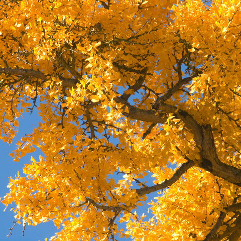 Semena Ginkgo Biloba