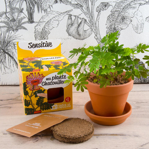 SET - Gojitveni lonec za sajenje Mimoze, za otroke