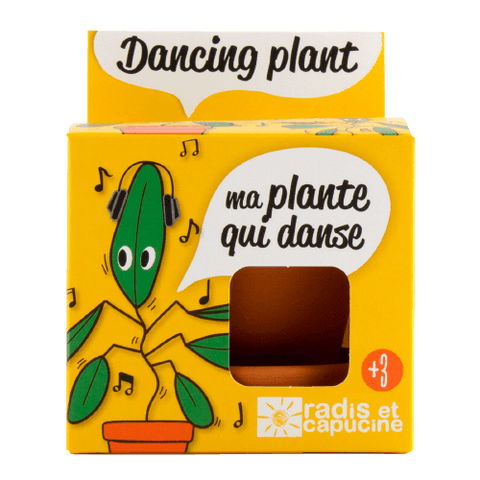 SET - Gojitveni lonec za sajenje Plesoče rastline