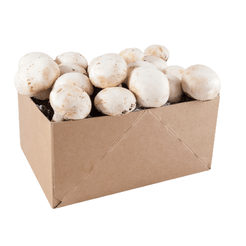 SET - Gojenje gob, belih šampinjonov Paris 1kg