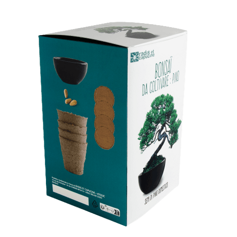SET - Bonsai, gojenje bora Pinija & keramična posoda