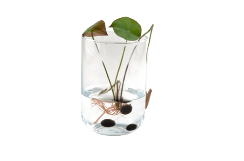 SET - Lotusov cvet, semena 2x