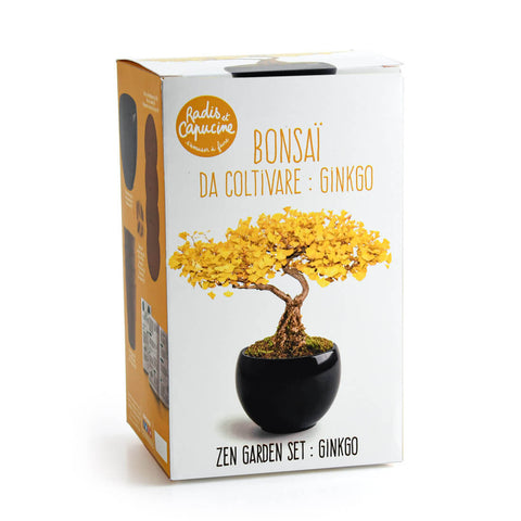 SET - Bonsaj, gojenje ginkgo + keramična posoda
