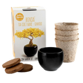 SET - Bonsaj, gojenje ginkgo + keramična posoda