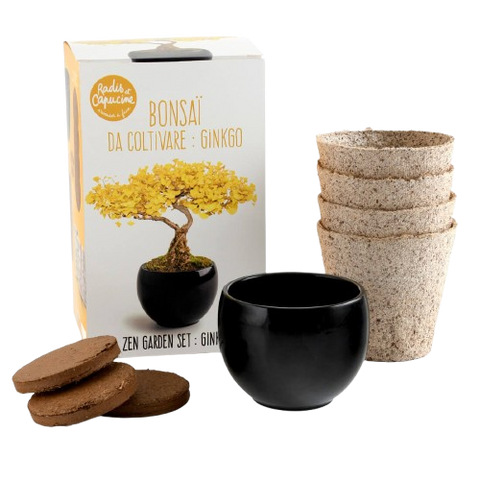 SET - Bonsaj, gojenje ginkgo + keramična posoda
