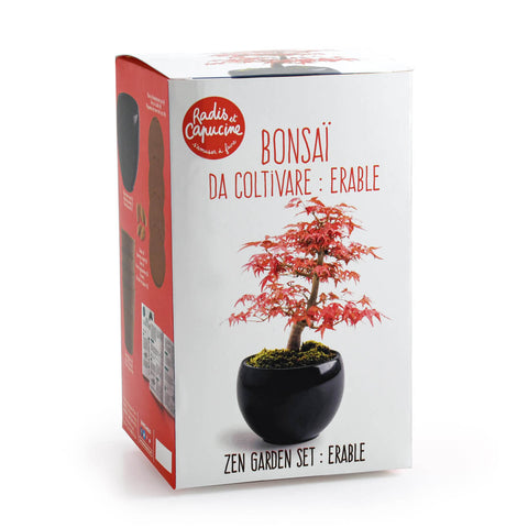 SET - Bonsaj, gojenje rdečega javorja + keramična posoda