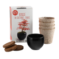 SET - Bonsaj, gojenje rdečega javorja + keramična posoda