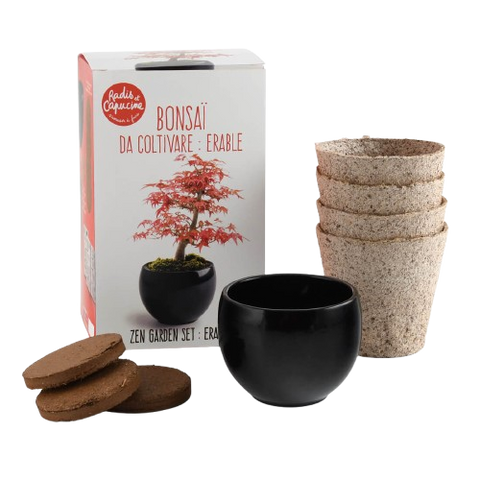 SET - Bonsaj, gojenje rdečega javorja + keramična posoda