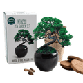 SET - Bonsai, gojenje bora Pinija & keramična posoda