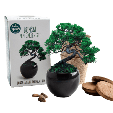 SET - Bonsai, gojenje bora Pinija & keramična posoda