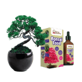 SET - Bonsai Pinus & Gnojilo za bonsaje s probiotiki