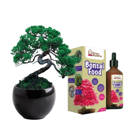 SET - Bonsai Pinus & Gnojilo za bonsaje s probiotiki