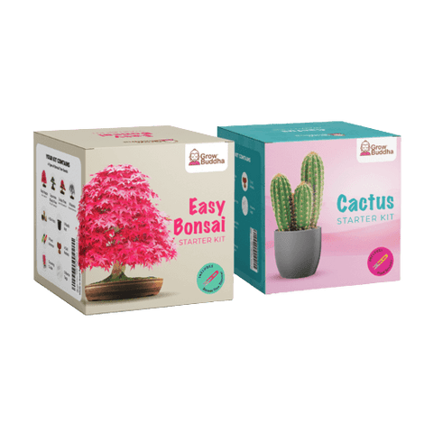 SET - Bonsai semena 4.vrst & Kaktus semena
