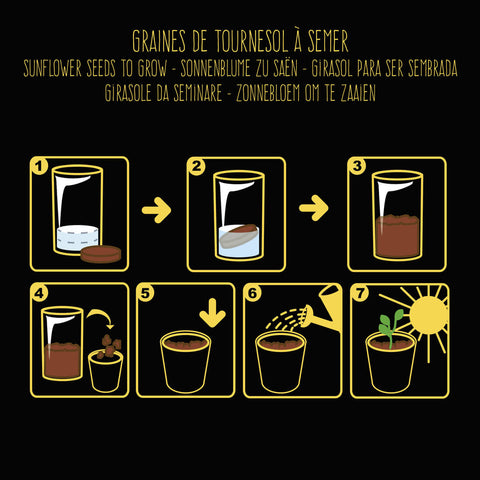 SET - Črni lonček s semeni ekološke sončnice