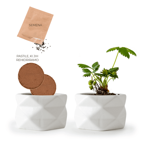 SET - Origami lonček za sajenje jagod