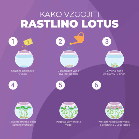 SET - Lotusov cvet, semena za začetnike