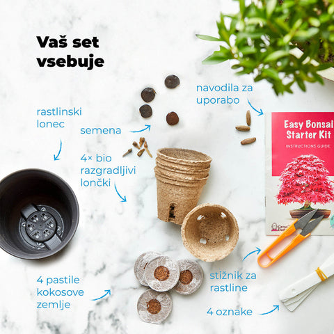 SET - Bonsai semena 4.vrst & Kaktus semena