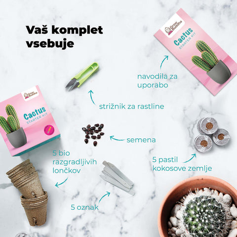 SET - Bonsai semena 4.vrst & Kaktus semena