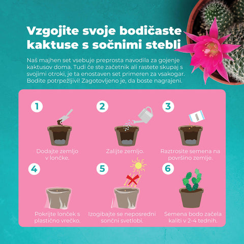 SET - Bonsai semena 4.vrst & Kaktus semena