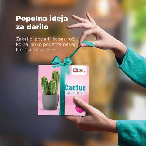 SET - Kaktus, gojenje različnih vrst