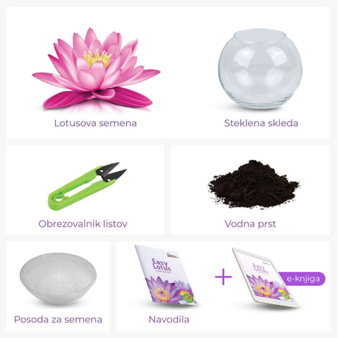 SET - Lotusov cvet, semena za začetnike
