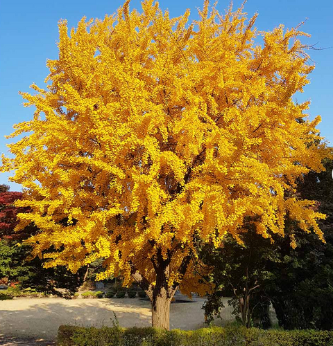 Ginko semena in gojenje v domačem loncu