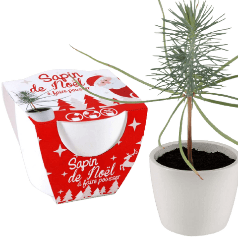 SET - Božično drevo - gojenje borovca 2