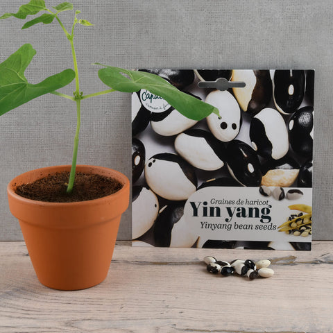 Semena Fižola Yin Yang
