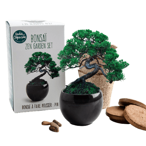 SET - Bonsai, gojenje bora Pinija & keramična posoda