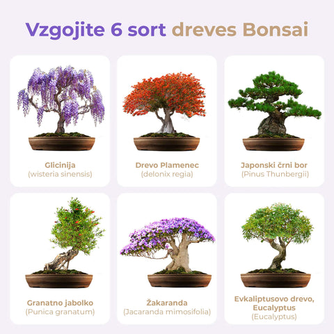 SET - Bonsai Master, gojenje 6.vrst rastlin + orodje