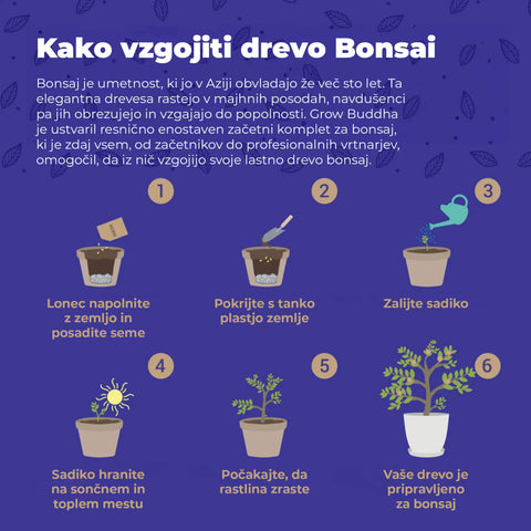 SET - Bonsai Master, gojenje 6.vrst rastlin + orodje