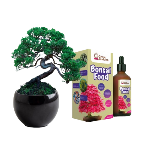 SET - Bonsai Pinus & Gnojilo za bonsaje s probiotiki