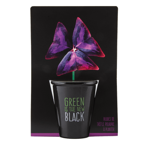 SET - Črni lonček s semeni vijolične deteljice
