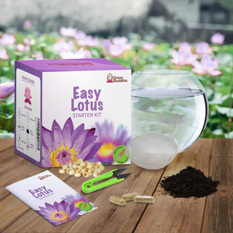 SET - Lotusov cvet, semena za začetnike