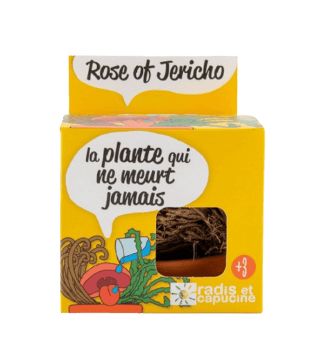 SET - Gojitveni lonec za sajenje Jerihonske rože