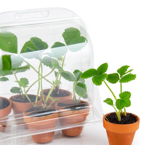SET - Mini rastlinjak za gojenje jagod, za otroke