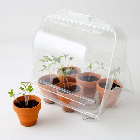SET - Mini rastlinjak za gojenje paradižnika, za otroke