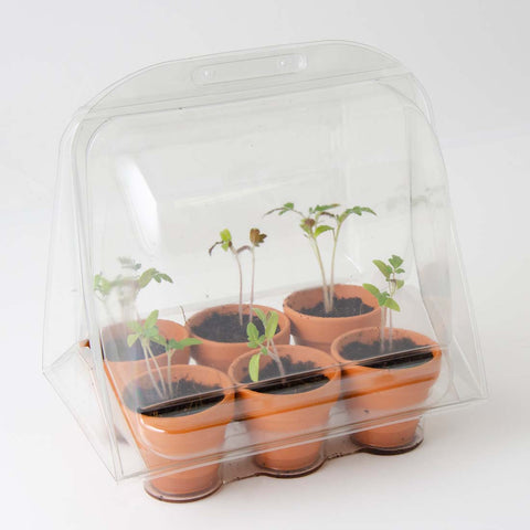 SET - Mini rastlinjak za gojenje paradižnika, za otroke