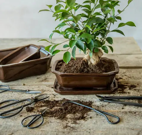 Škarje za obrezovanje bonsaja in rastlin