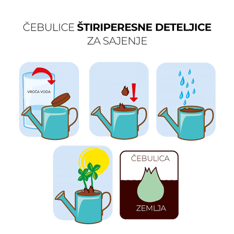 SET - Mini zalivalka s semeni 4-peresne deteljice, za otroke