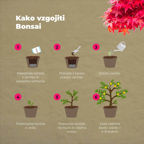 SET - Bonsai, gojenje 4 vrst rastlin+2 vrsti gratis semen