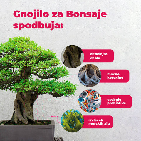 SET - Bonsai semena 4.vrst & Gnojilo za bonsaje s probiotiki